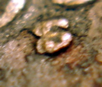 1936-S-Wheatback-Cent--Possible-S/S-RPM?